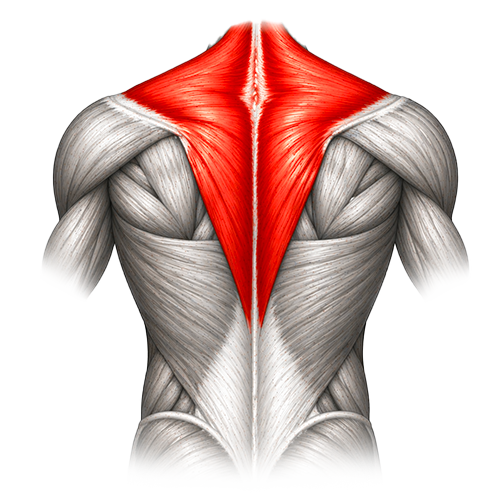 Dos - priorité entraînement ectomorphe